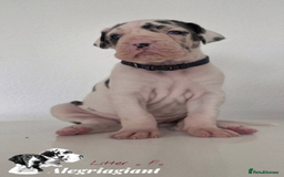 Great Dane dogs for sale: Fabolous Great danes  - Advert 9