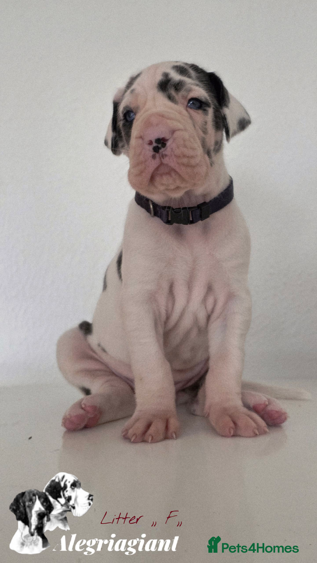 Great Dane dogs for sale: Fabolous Great danes  - Advert 9