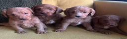 Labradoodle dogs for sale: Health tested F1 Labradoodle Puppies in Harrogate - Advert 11