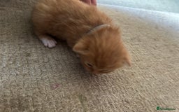 Mixed Breed cats for sale: 5 kittens for sale  - Image 7