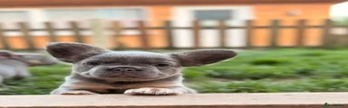 French Bulldog Puppy 2
