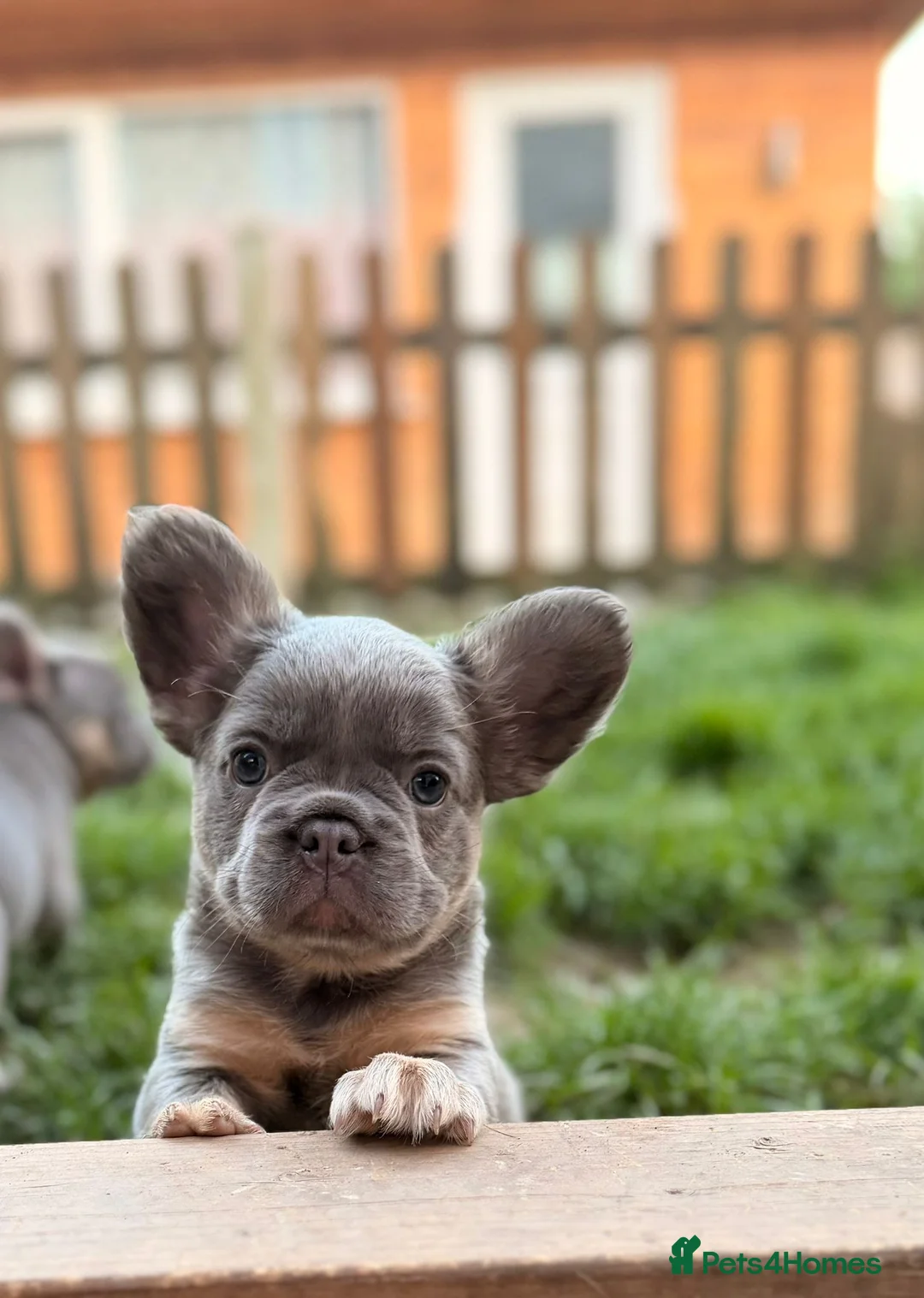 French Bulldog dogs for sale: French bulldog puppies  - Advert 8