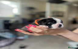 Boston Terrier dogs for sale: Boston terrier puppy - Image 1