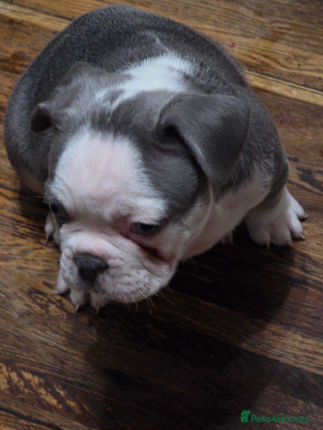 French Bulldog dogs for sale: Beautiful blue & White Blue & Tan - Advert 10