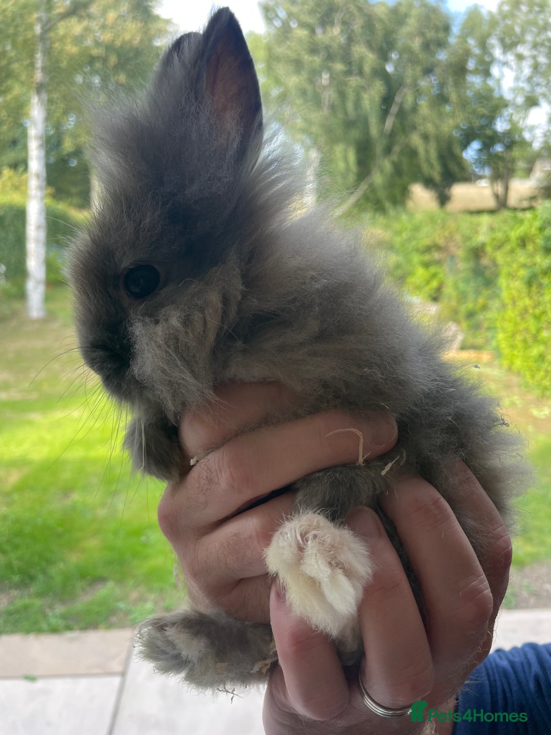 Lionhead rabbits for sale: Beautiful Lionhead Baby Bunnies - Image 5