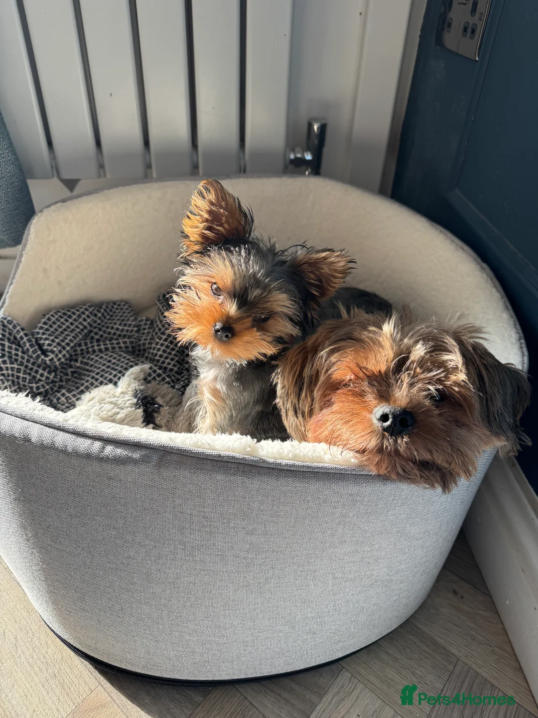 Yorkshire Terrier dogs for sale: Yorkie puppy - 6 months old  - Advert 6