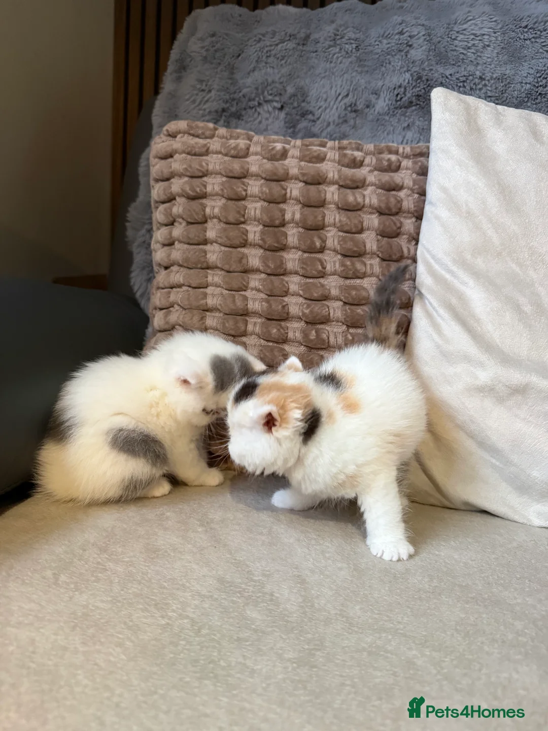 Exotic cats for sale: Two beautiful exotic shorthair babies  - Advert 10