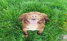 Cocker Spaniel dogs for sale: KC Reg Fox Red Working Cocker Spaniel Male  - Image 9
