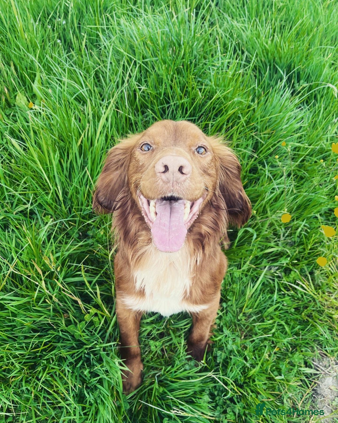 Cocker Spaniel dogs for sale: KC Reg Fox Red Working Cocker Spaniel Male  - Image 9