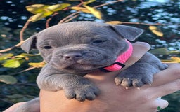 Staffordshire Bull Terrier dogs for sale: SIMPLY STUNNING COI 5.4% - Advert 1