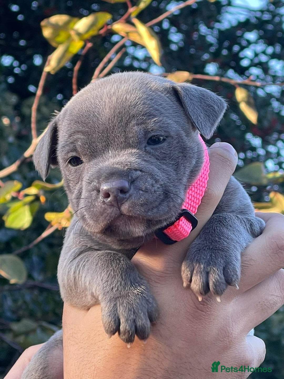 Staffordshire Bull Terrier dogs for sale: SIMPLY STUNNING COI 5.4% - Advert 1