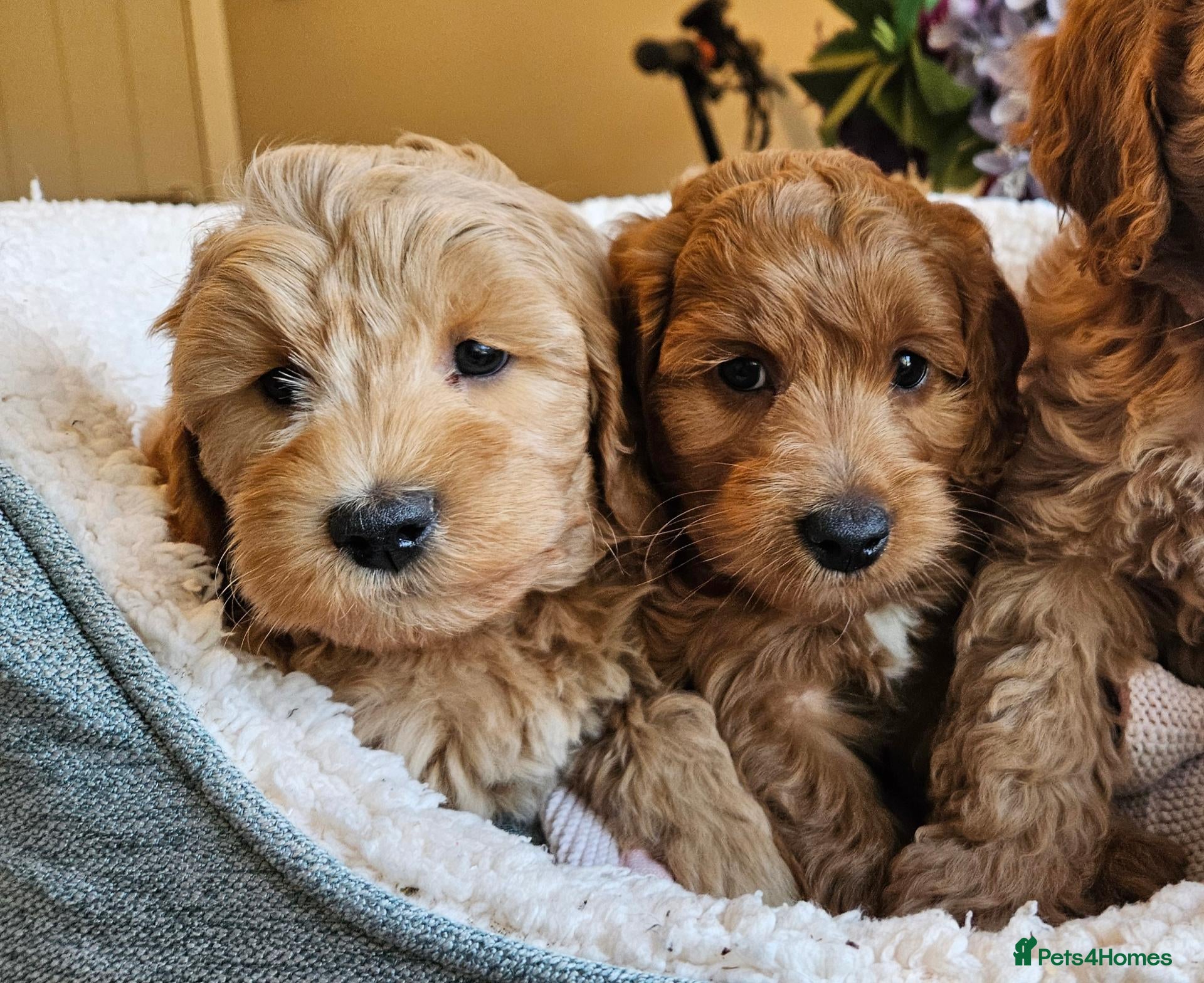 Cockapoo dogs Ready for loving homes licensed, cockapoo girls  - Advert 1