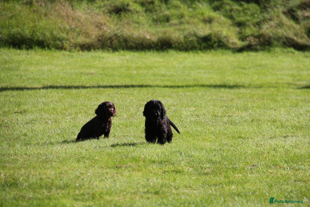 Cocker Spaniel dogs for sale: Gorgeous KC Reg Cocker Spaniels for Forever Homes - Advert 14