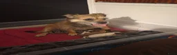 Jack Russell dogs for sale: Merle Jack russells in Havant - Advert 6