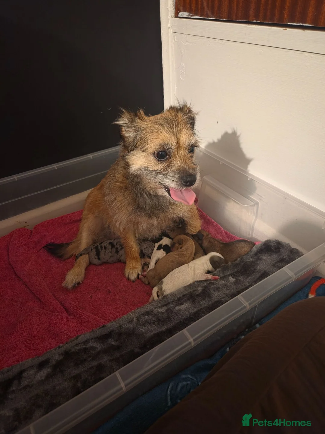 Jack Russell dogs for sale: Merle Jack russells in Havant - Advert 6