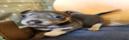 Jack Russell dogs for sale: Blue and sandy Jack Russell puppies - Advert 6
