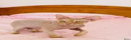 Devon Rex cats for sale: very beautiful Devon Rex boy - Advert 5
