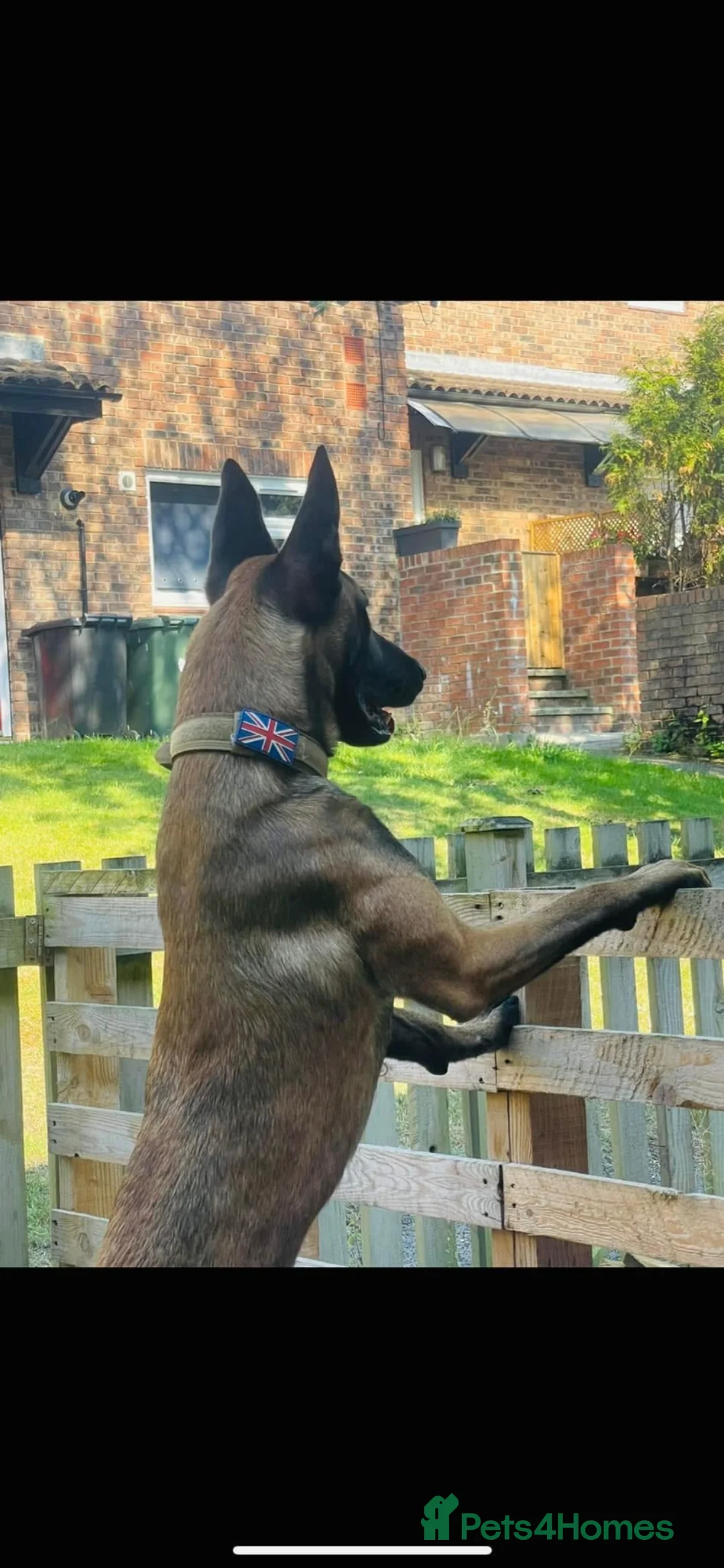 Belgian Shepherd Dog dogs for sale: Belgian Malinois Male Leeds - Advert 2