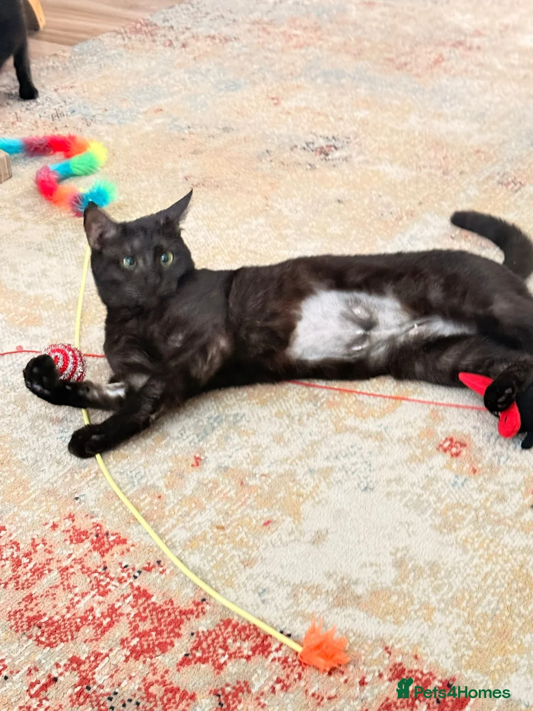 Mixed Breed cats for sale: Beautiful female kitten - Advert 1