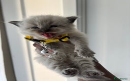 Ragdoll cats for sale: Chocolate point Ragdoll kittens🐈🧡💛💚 - Image 10
