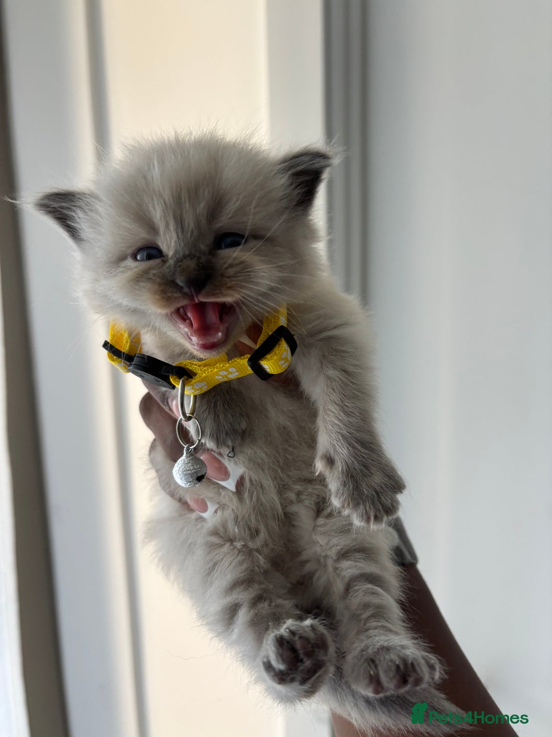 Ragdoll cats for sale: Chocolate point Ragdoll kittens🐈🧡💛💚 - Image 10