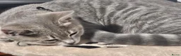 Bengal cats for sale: Stunning Snow Lynx Female Bengal  in Reading - Advert 11