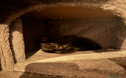 British Shorthair cats for sale: 2 beautiful kittens looking for a forever home.  - Image 4