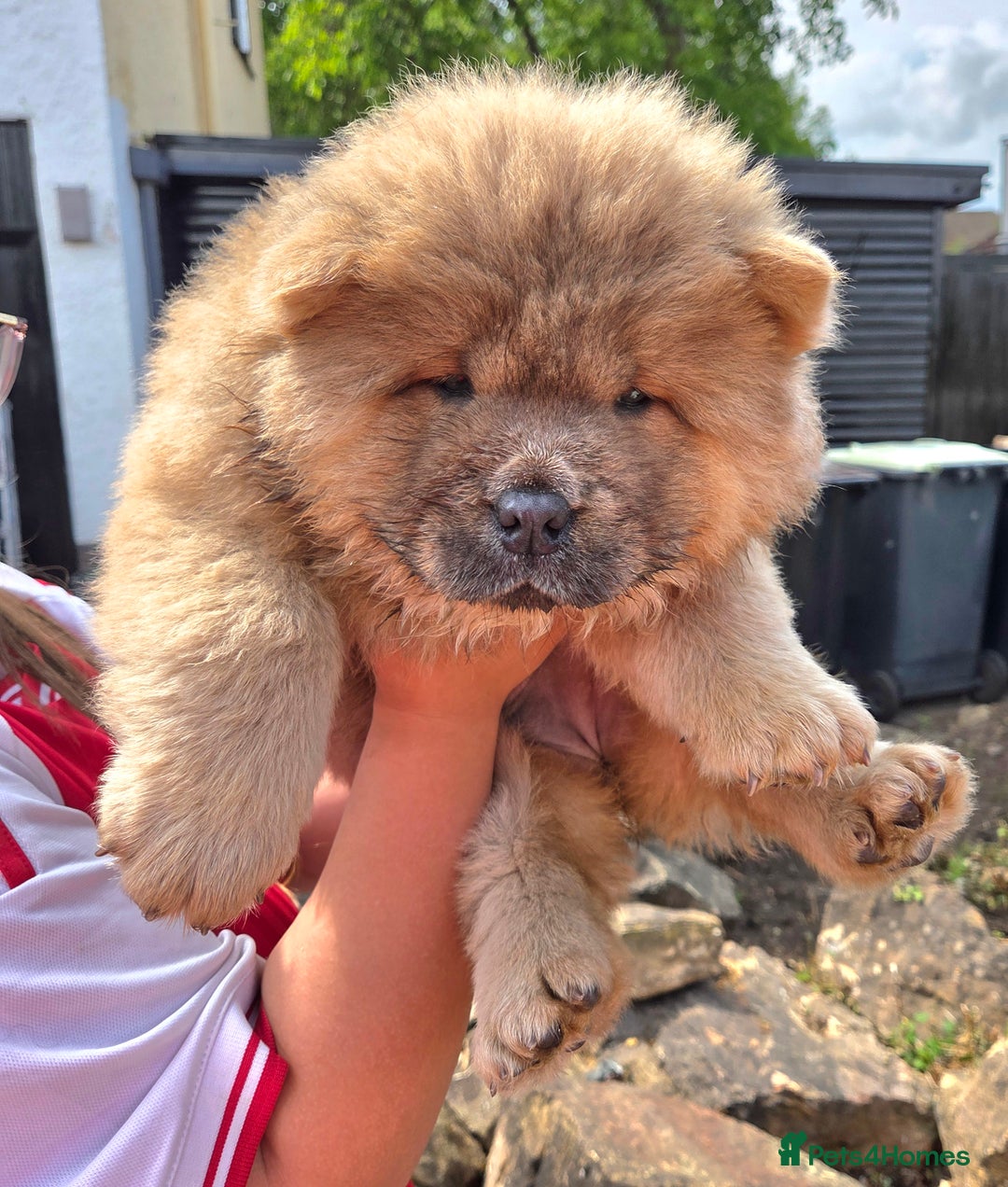 Chow Chow dogs for sale: Chow chow puppies  - Image 30