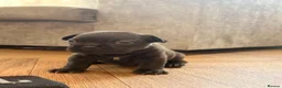 French Bulldog dogs for sale: French bulldog puppies  - Advert 8