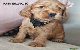 Cocker Spaniel dogs for sale: Stunning! Golden Kc Show Type Cocker Spaniels. - Advert 10