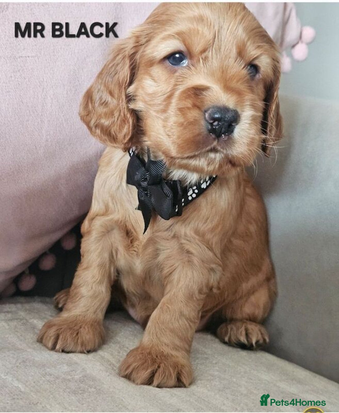 Cocker Spaniel dogs for sale: Stunning! Golden Kc Show Type Cocker Spaniels. - Advert 10