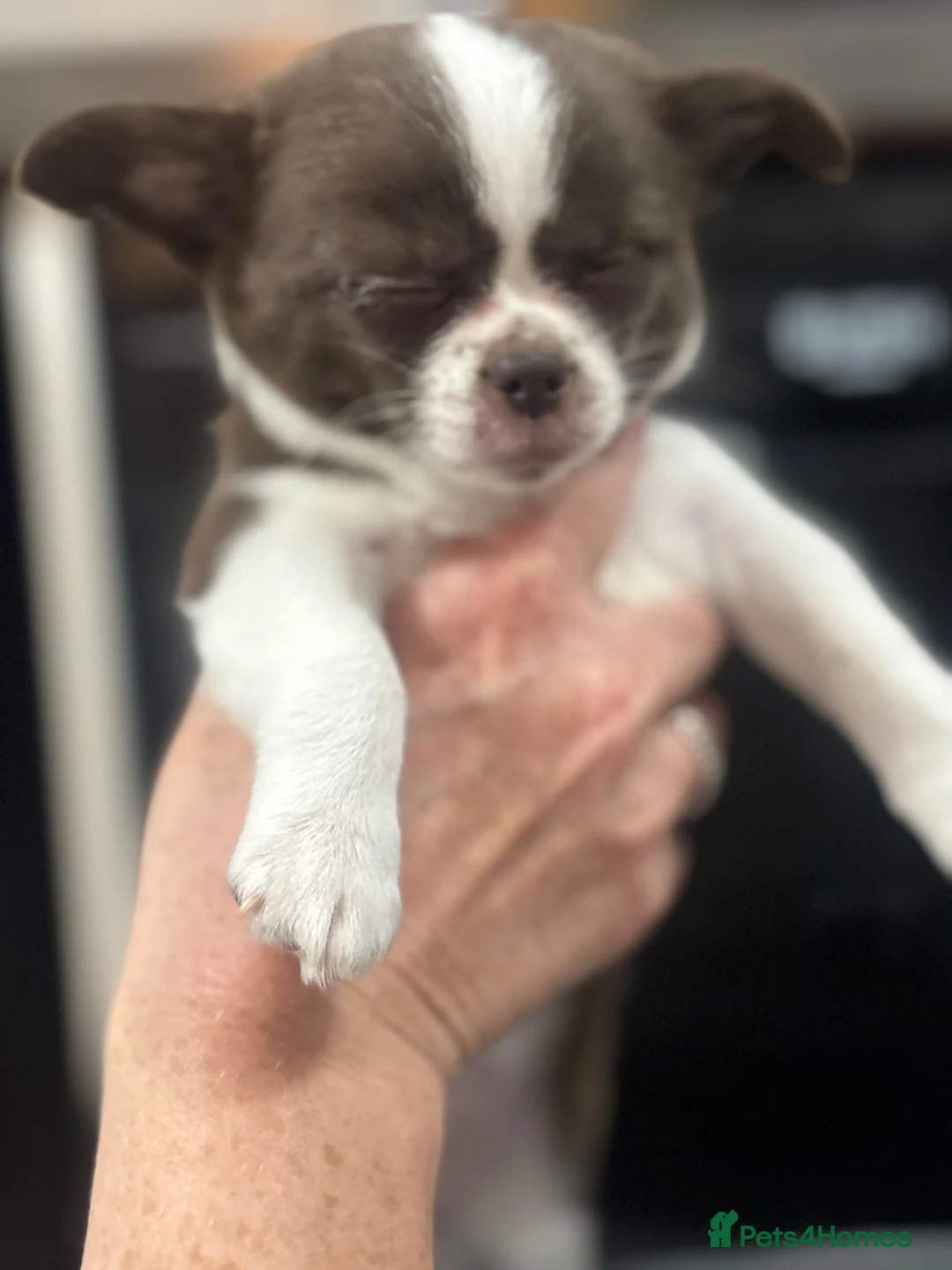 Chihuahua dogs for sale: Apple Head Chihuahua Puppies  in Chelmsford - Advert 2