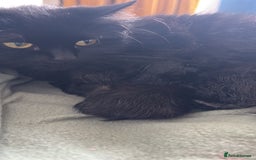 Mixed Breed cats for sale: 3 beautiful kittens for sale - Image 4