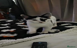 Mixed Breed cats for sale: Bonded siblings looking for furever home  - Advert 2