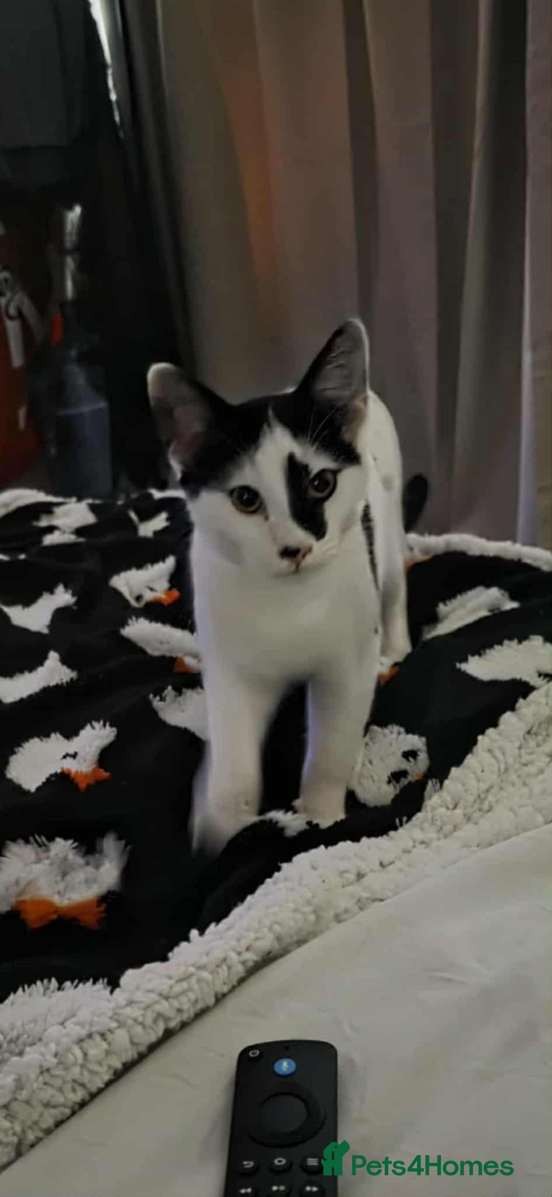 Mixed Breed cats for sale: Bonded siblings looking for furever home  - Advert 2