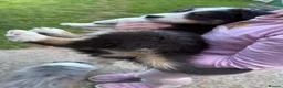 Australian Shepherd dogs for sale: The last beautiful female Australian Shepherd in Poole - Advert 10