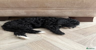 Cockapoo dogs - Advert 6