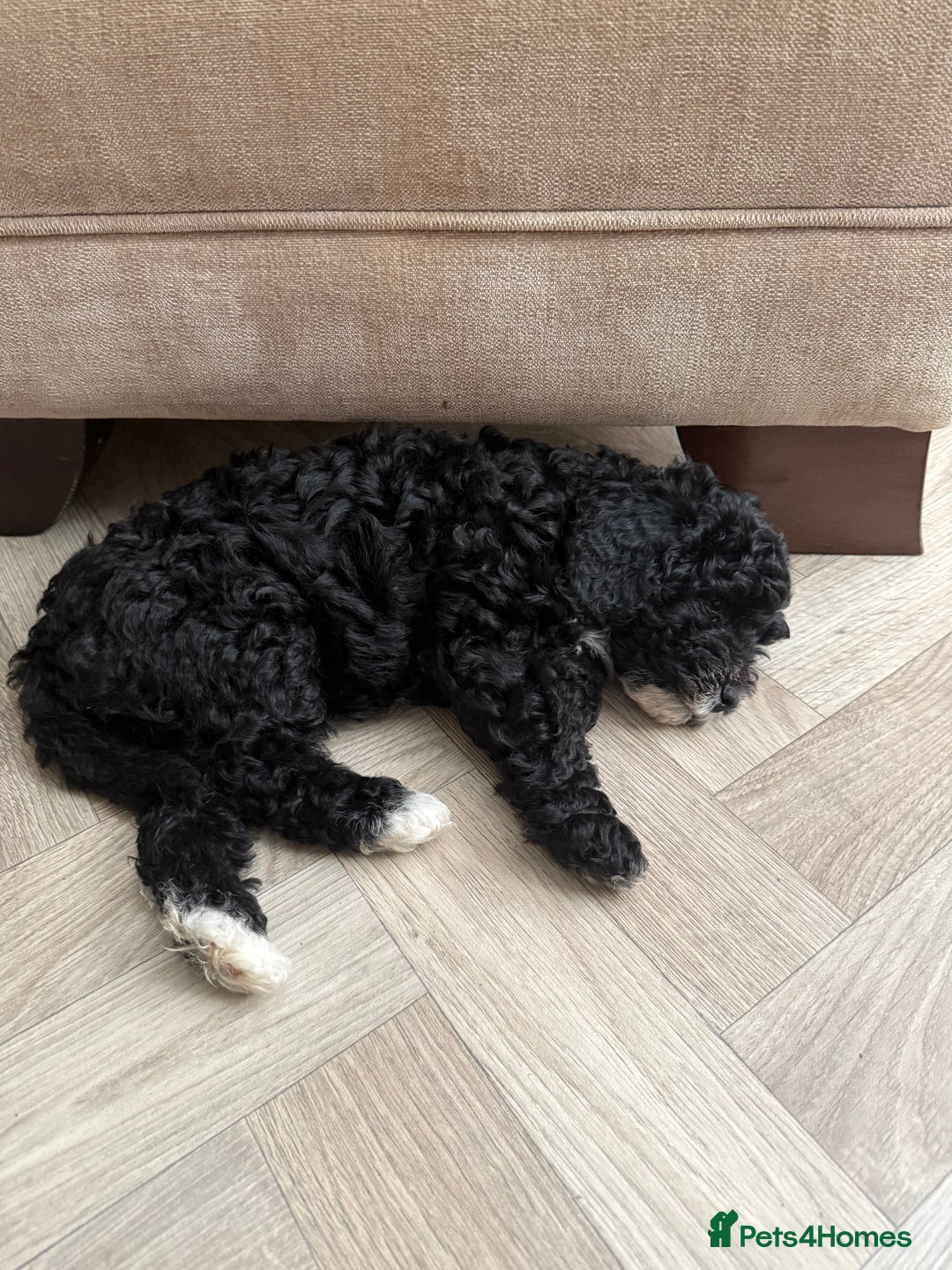 Cockapoo dogs for sale: 🐾ready to leave  black and white cockapoo - Image 5