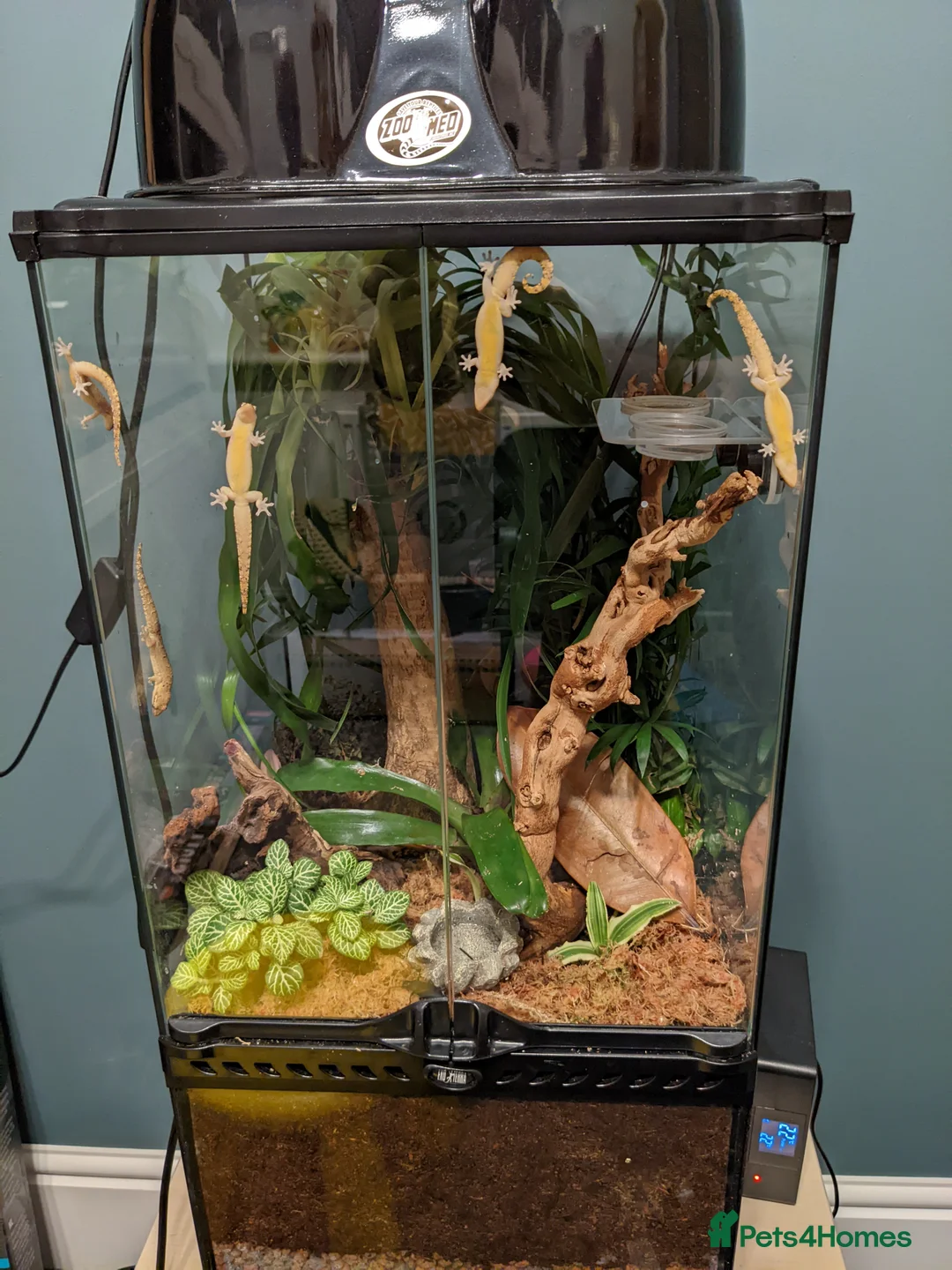 Gecko reptiles for sale: Mourning geckos - Advert 4