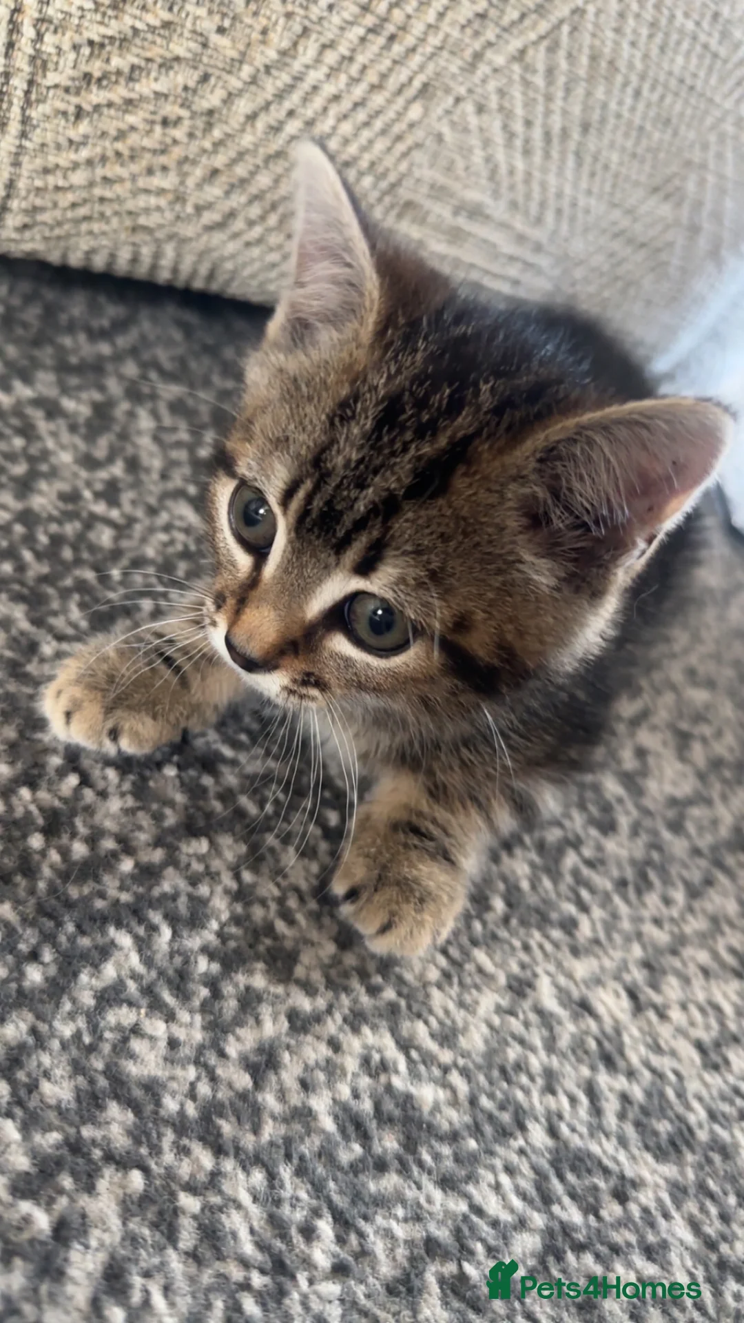 Mixed Breed cats for sale: Mixed breed kitten - Advert 2
