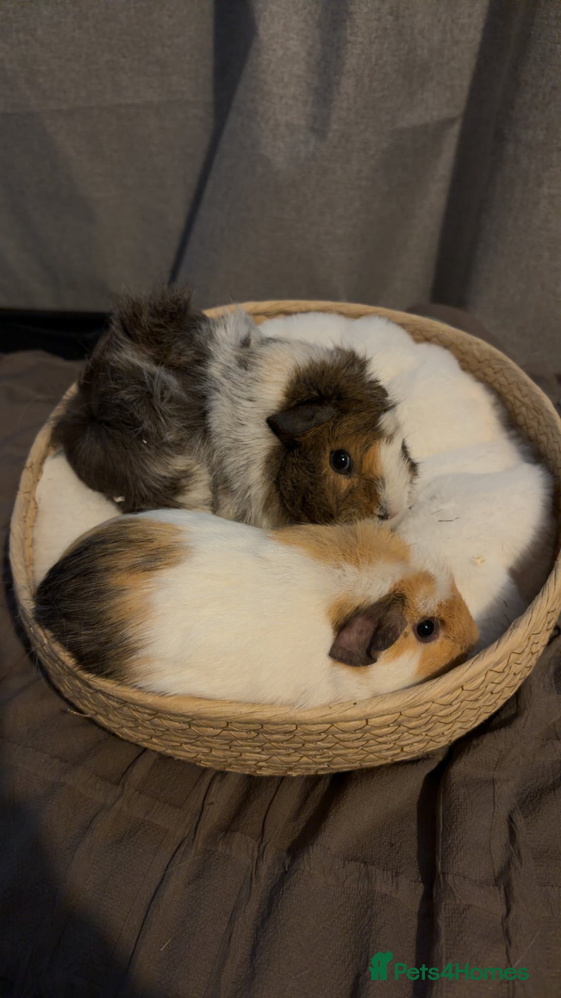 Guinea Pig rodents 2x Female Guinea Pigs - Advert 4