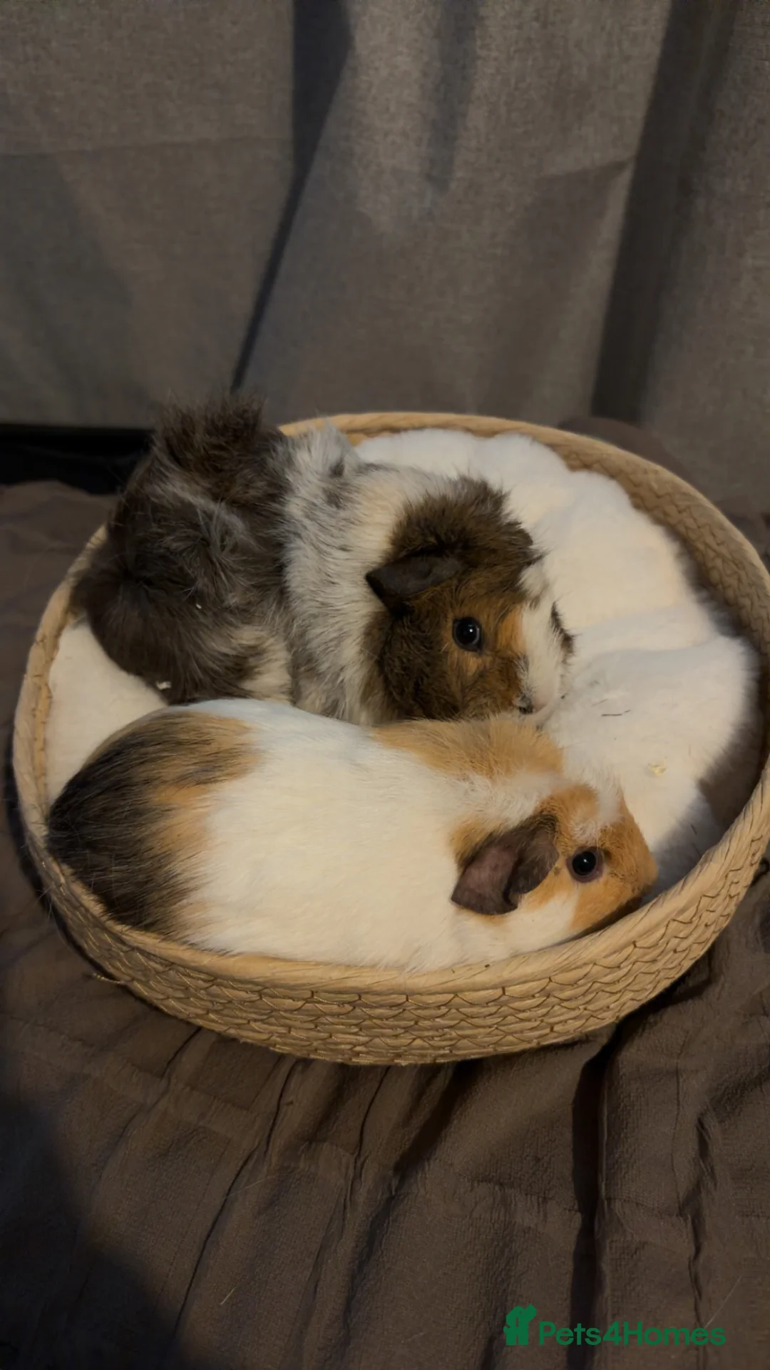 Guinea Pig rodents for sale: 2x Female Guinea Pigs in Dumfries - Advert 1