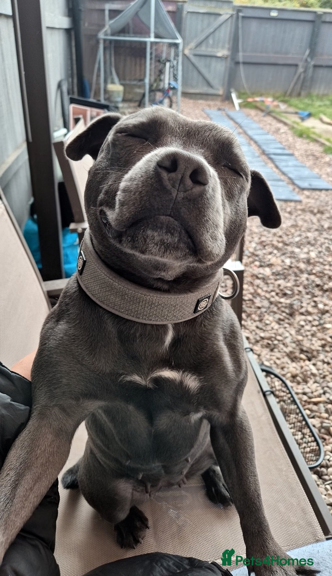 Staffordshire Bull Terrier dogs for sale: Female staff - Image 3