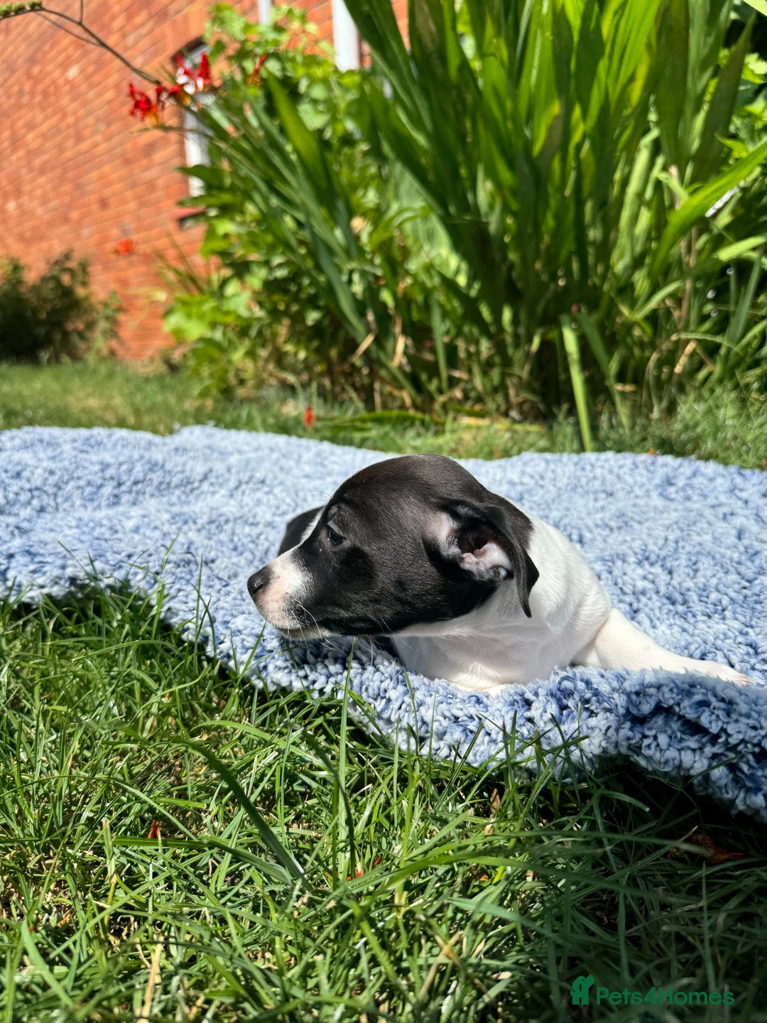 Jack Russell dogs for sale: 5 Available: Jack Russell Puppies. 2 Girls, 3 Boys - Image 4