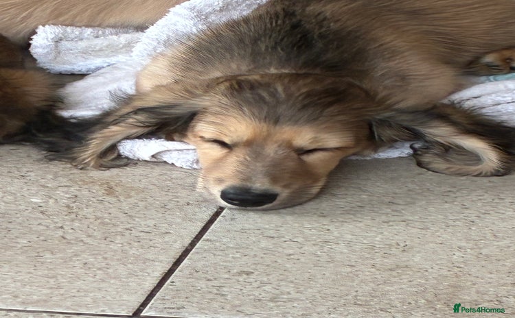Miniature Dachshund dogs - Advert 1