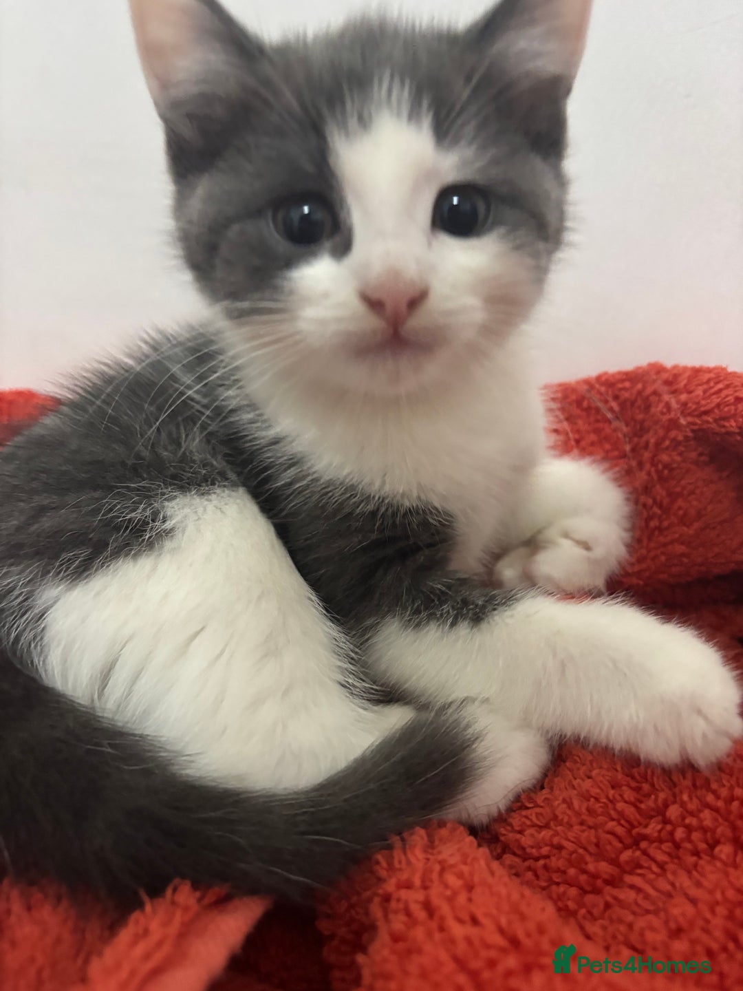 Mixed Breed cats for sale: Stunning Solid Blue/Grey Kitten-Rare Chunky Build - Advert 13