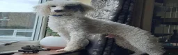 Mixed Breed dogs for sale: Gorgeous Whippet x Poodle puppies - Advert 9