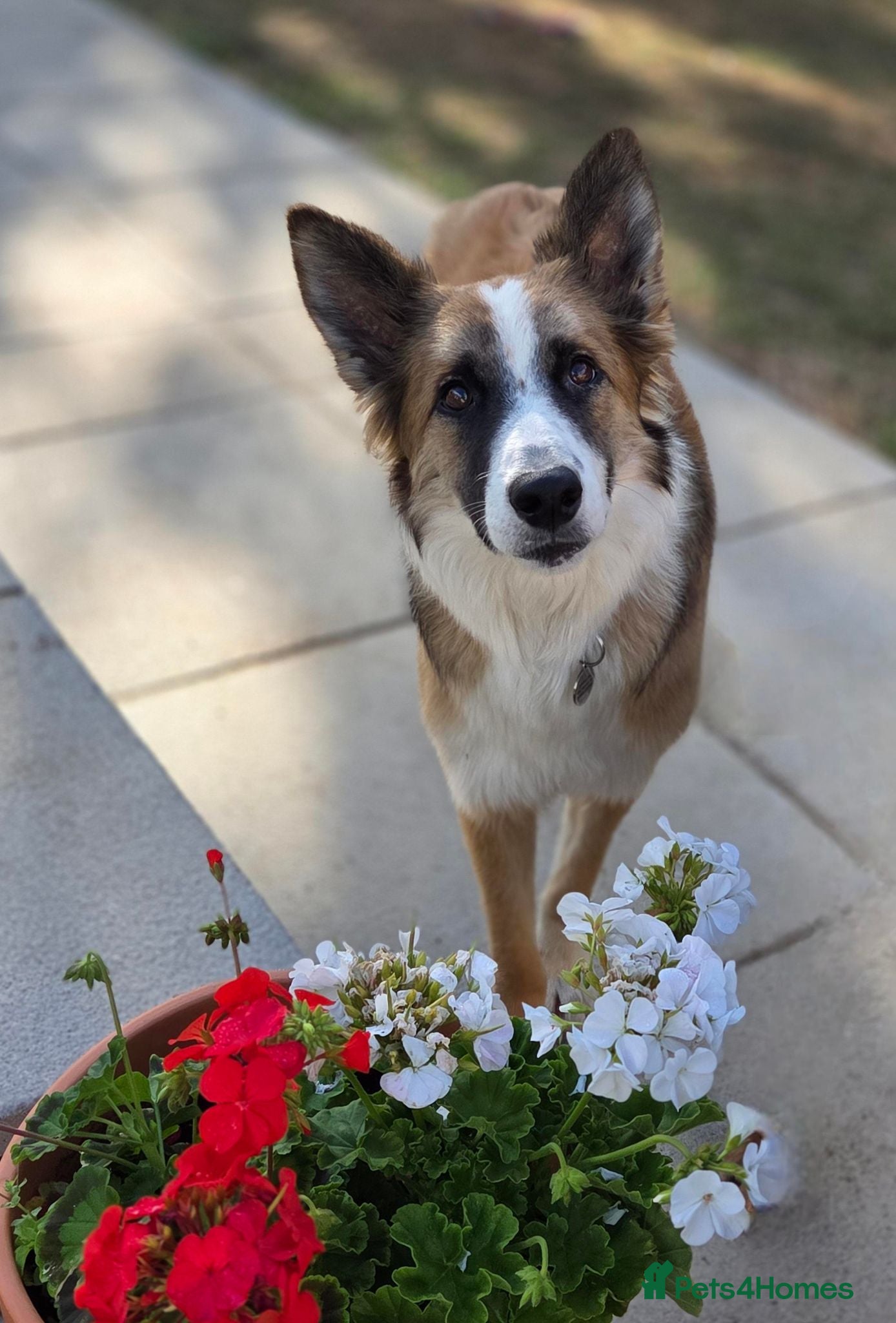 Border Collie dogs From a Very Nervous Stray to a Wonderful Young Dog - Advert 1