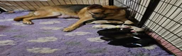 German Shepherd dogs for sale: Straight backed Female German Shepherds  - Advert 5