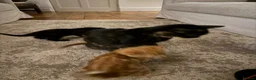 Mixed Breed cats for sale: 4 beautiful kittens in Stafford - Advert 6